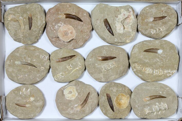Lot: Real Fossil Plesiosaur Teeth In Matrix - Pieces #119619